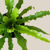Victoria Bird's Nest Fern (Asplenium Antiquum 'Victoria') - 6 Inch Indoor Houseplant