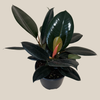 Burgundy Rubber Plant (Ficus Elastica 'Burgundy') - 6 Inch Indoor Houseplant