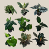Mystery Foliage 2 Pack - 6 Inch Indoor Houseplants