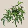 Silver Ribbon Fern (Pteris Cretica 'Albolineata') - 6 Inch Indoor Houseplant