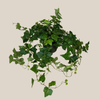 Green Ivy (Hedera Helix) - 6 Inch Indoor Houseplant