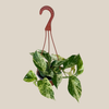 Pothos Marble Queen Hanging Basket (Epipremnum Aureum 'Marble Queen') - 6 Inch Indoor Houseplant