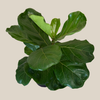 Fiddle-Leaf Fig (Ficus Lyrata) - 8 Inch Indoor Houseplant Pot
