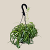 Spider Curly Hanging Basket (Chlorophytum Comosum 'Bonnie') - 8 Inch Indoor Houseplant