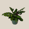 Calathea Rattlesnake (Calathea Lancifolia Goeppertia Insignis) - 4 Inch Indoor Houseplant