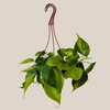 Philodendron Brasil Hanging Basket (Philodendron Hederaceum 'Brasil') - 6 Inch Indoor Houseplant