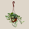 Pothos N'Joy Hanging Basket (Epipremnum Aureum 'N'Joy') - 6 Inch Indoor Houseplant