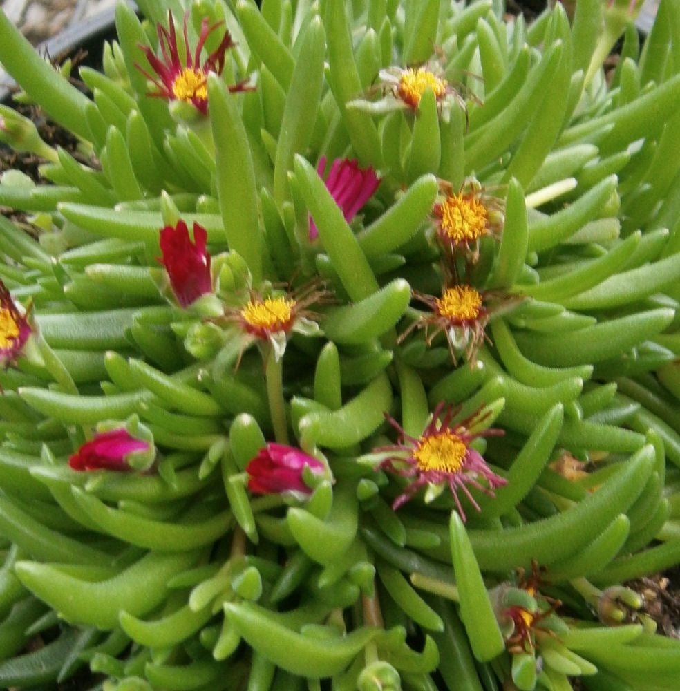 Jewel of Desert® Garnet Ice Plant (N&C DELOSPERMA JEWEL DESERT GARNET) - 1 gallon