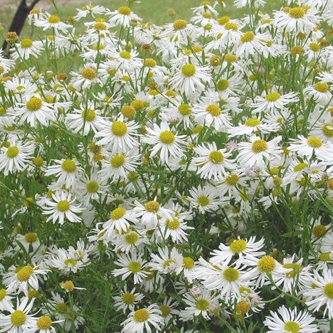 Snowbank Boltonia (BOLTONIA SNOWBANK) - 1 gallon