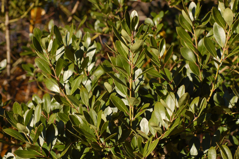 Densa Inkberry Holly (ILEX GLABRA DENSA) - 3 gallon 15"