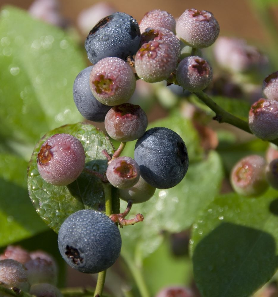 Patriot Highbush Blueberry (VACCINIUM PATRIOT) - 1 gallon 10"