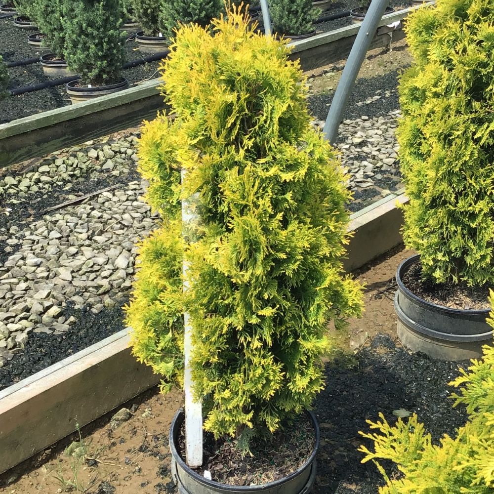 Jantar arborvitae (THUJA OCC. JANTAR) - 1 gallon