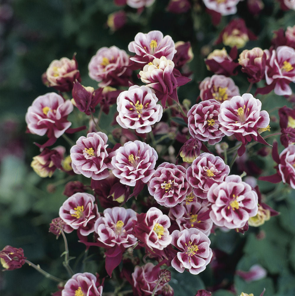 Winky Double Red & White Columbine (AQUILEGIA WINKY DBL RED & WHITE) - 1 gallon