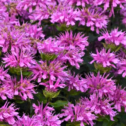 Sugar Buzz® Rockin Raspberry Bee Balm (MONARDA SUGAR BUZZ ROCKIN RASPBERRY) - 1 gallon