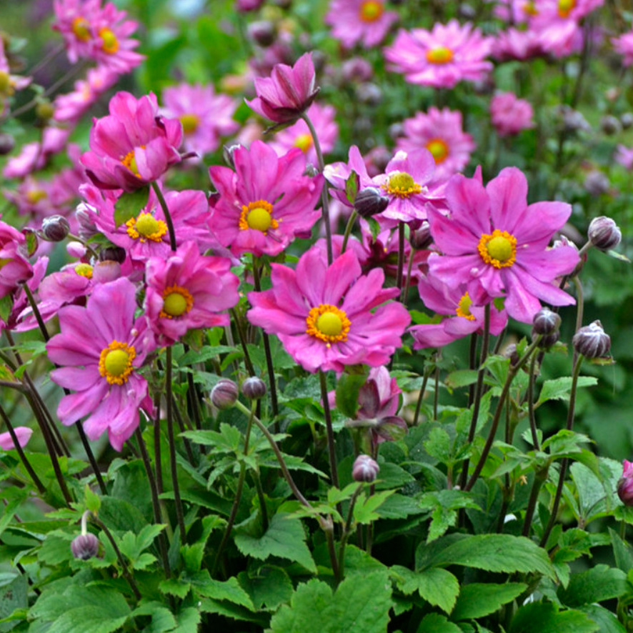 'Curtain Call Deep Rose' Japanese Anemone (ANEMONE CURTAIN CALL DEEP ROSE) - 1 gallon