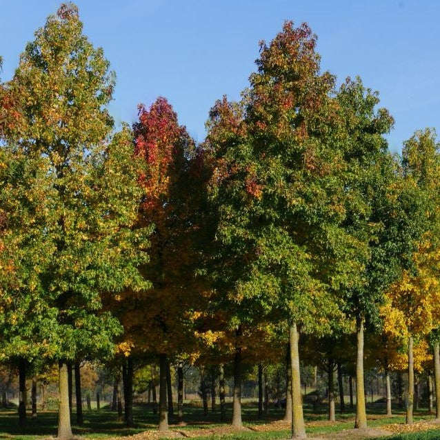 Sweet Gum (LIQUIDAMBAR STYRACIFLUA) - 3 gallon