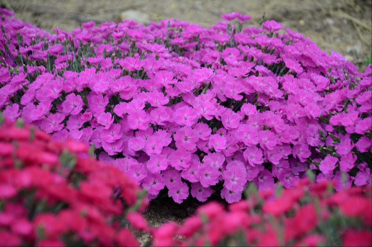 'Paint the Town Fuchsia' Pinks (DIANTHUS PAINT THE TOWN FUCHSIA) - 1 gallon