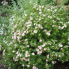 Proven Winners® Color Choice® Happy Face® Pink Paradise Cinquefoil (Potentilla fruticosa '‘Kupinpa’') - QT