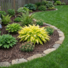 ‘Wiggles & Squiggles’ Hosta (Hosta '‘Wiggles & Squiggles') - 1 gallon