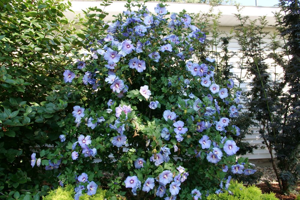 Azurri Blue Satin® Hibiscus ( Hibiscus syriacus ‘Azurri Blue Satin’) - QT