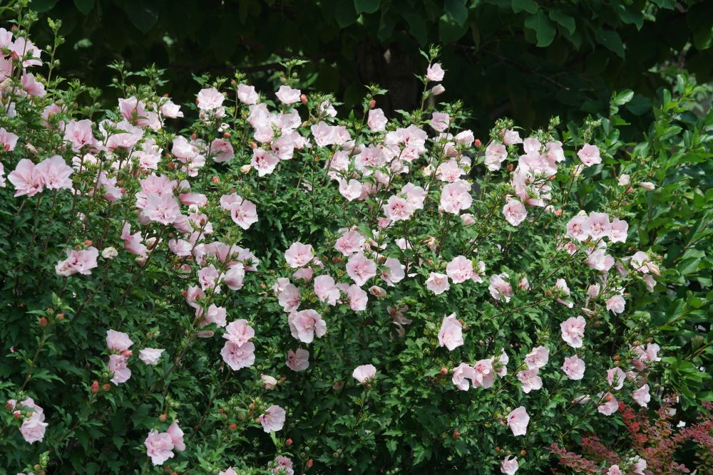 Pink Chiffon® Rose of Sharon (Hibiscus syriacus Pink Chiffon®) - QT