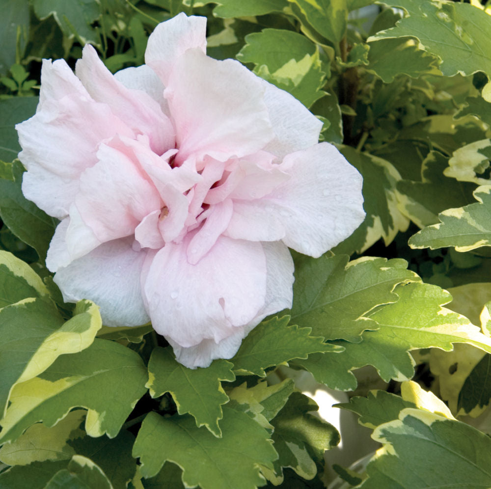 Sugar Tip® Rose of Sharon (Hibiscus syriacus 'America Irene Scott') - QT
