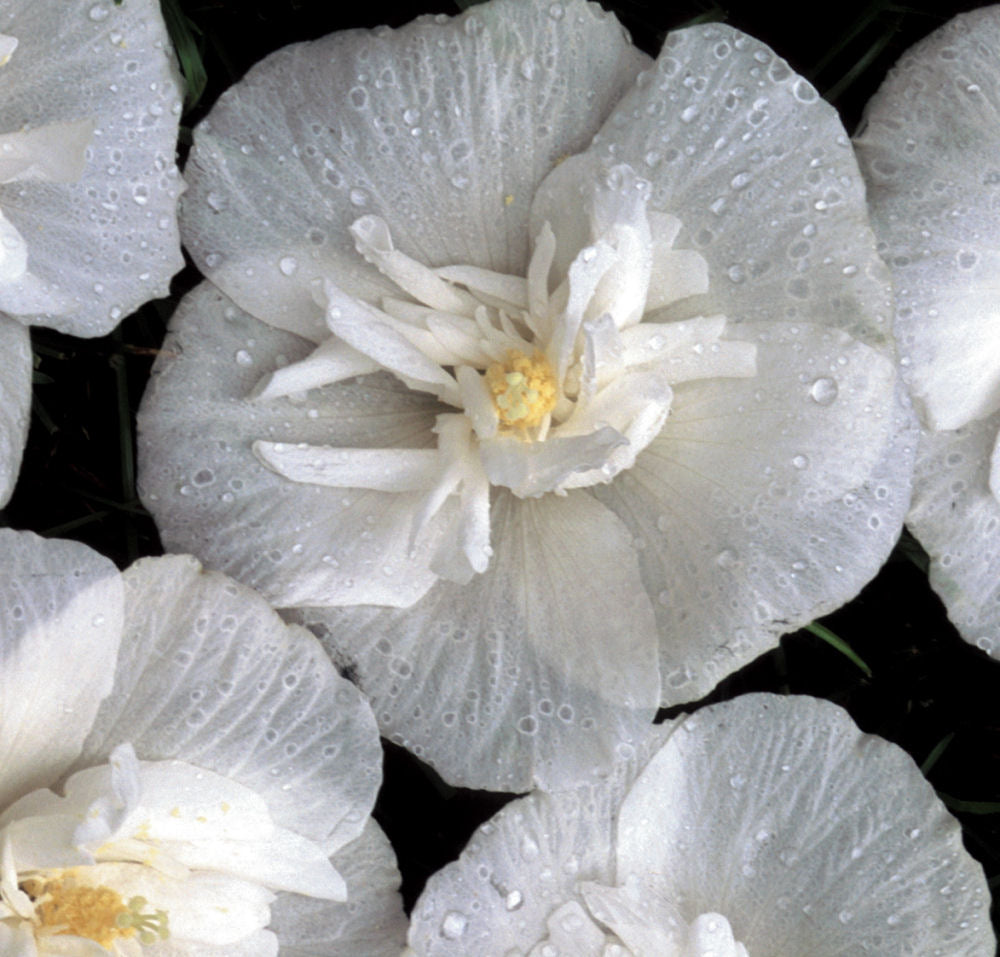 White Chiffon® Rose of Sharon (Hibiscus syriacus 'Notwoodtwo') - QT