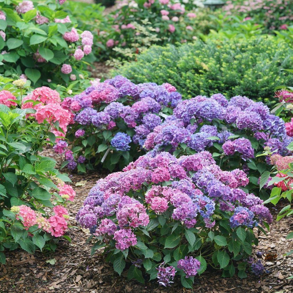Let's Dance Lovable® Bigleaf Hydrangea (Hydrangea macrophylla 'Lets Dance Lovable') - QT