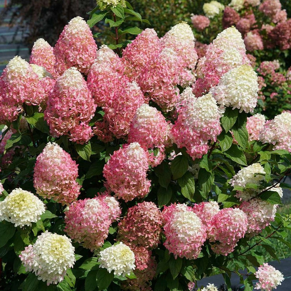 Quick Fire Fab® Panicle Hydrangea (Hydrangea 'P Quick Fire Fab') - QT