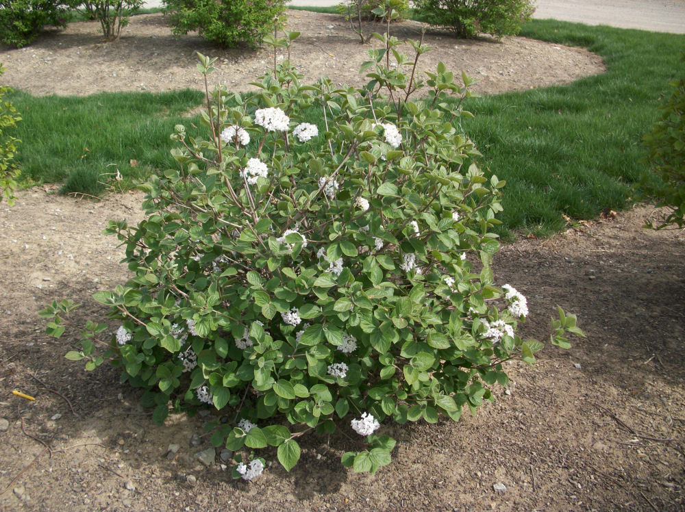 Korean Spice Viburnum (Viburnum x 'Carlesii') - 1 gallon