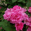 Zephirine Drouhin Climbing Rose (Rosa CL 'Zephirine Drouhin') - 3 gallon