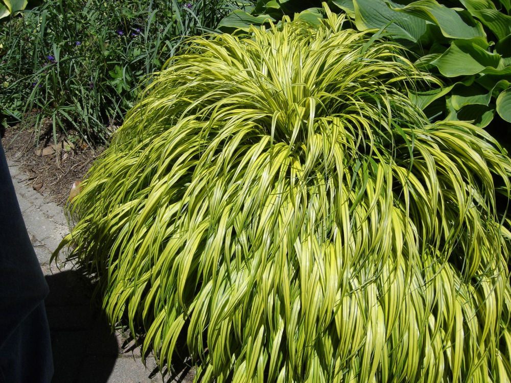 Golden Variegated Japanese Forest Grass (Hakonechloa macra 'Aureola') - QT