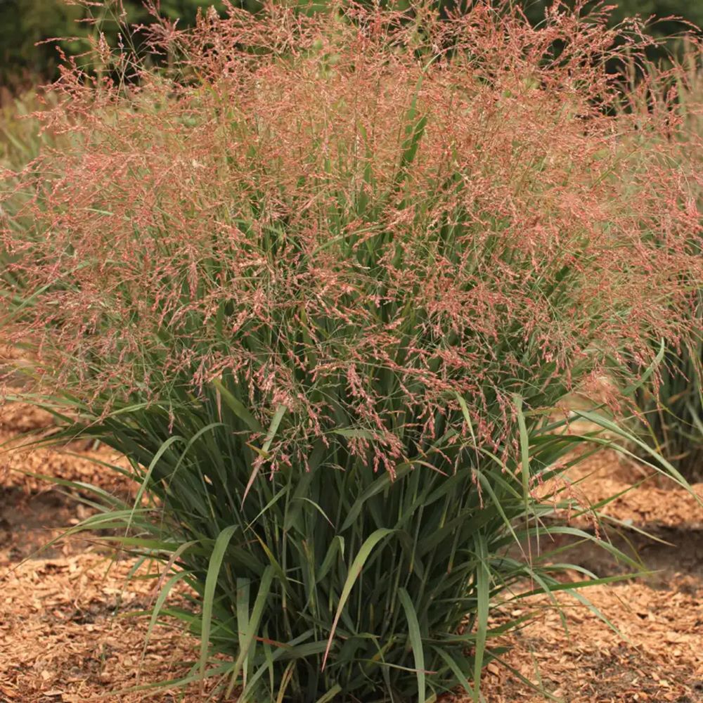 Dream Catcher® Smoky Rose® Switchgrass (Panicum virgatum 'Nonesory') - 3 gallon