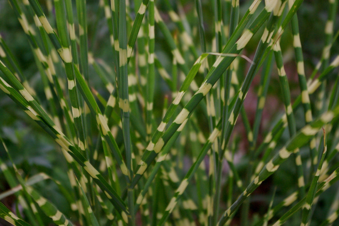 Little Zebra Maiden Grass (GRASS - M. S. LITTLE ZEBRA) - 1 gallon