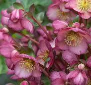 Frostkiss® Elemental Lenten Rose (HELLEBORUS FROSTKISS ELEMENTAL)