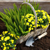 DeWit Tool Gift Set  -  Repotting/Transplanting
