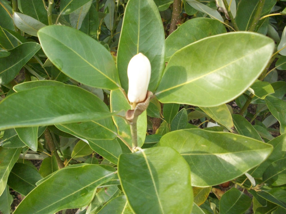 Moonglow® Sweetbay Magnolia (Magnolia virginiana 'Jim Wilson') - 3 gallon 36"