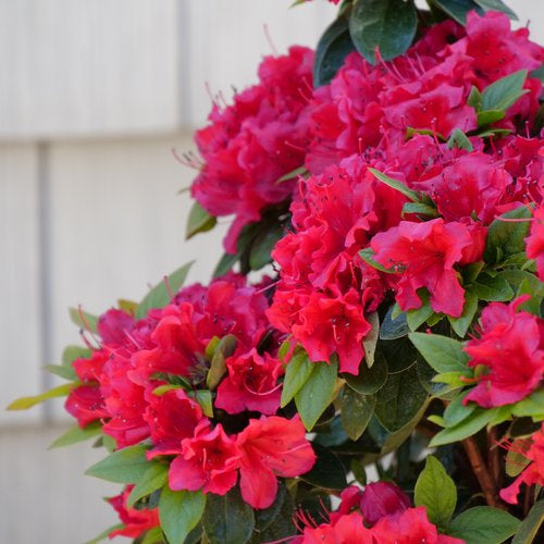 Perfecto Mundo® Red Reblooming Azalea (Azalea 'Perfecto Mundo Red') - QT
