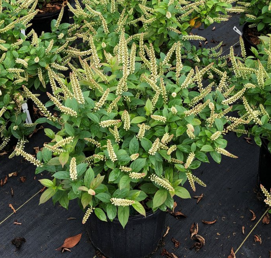 Fizzy Mizzy® Sweetspire (Itea fizzy 'Mizzy') - 1 gallon