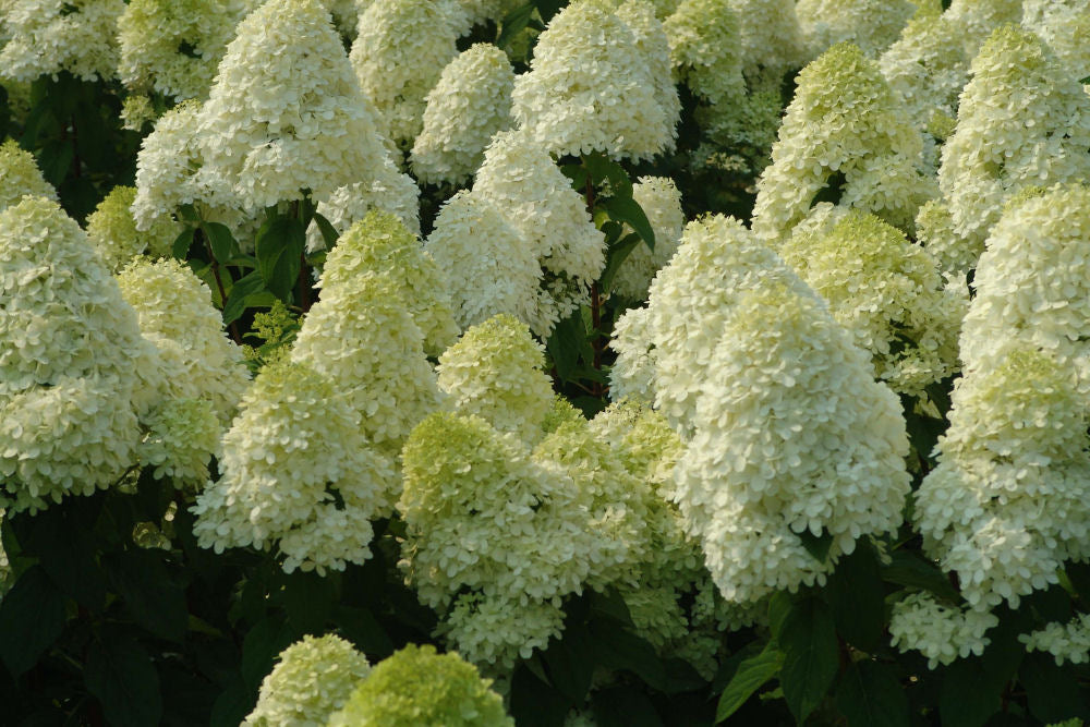 'Limelight' Panicle Hydrangea (Hydrangea paniculata 'Zwijnenburg') - 3 gallon 12" HEAD