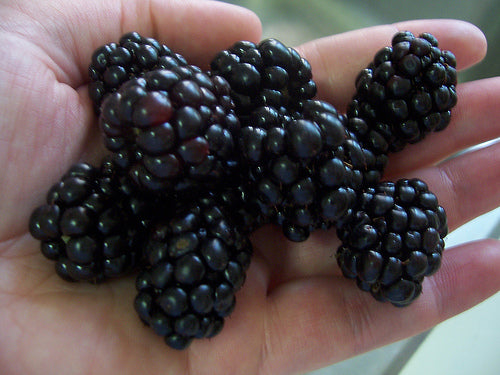 Triple Crown Thornless Blackberry (RUBUS SP. TRIPLE CROWN) - 1 gallon 10"