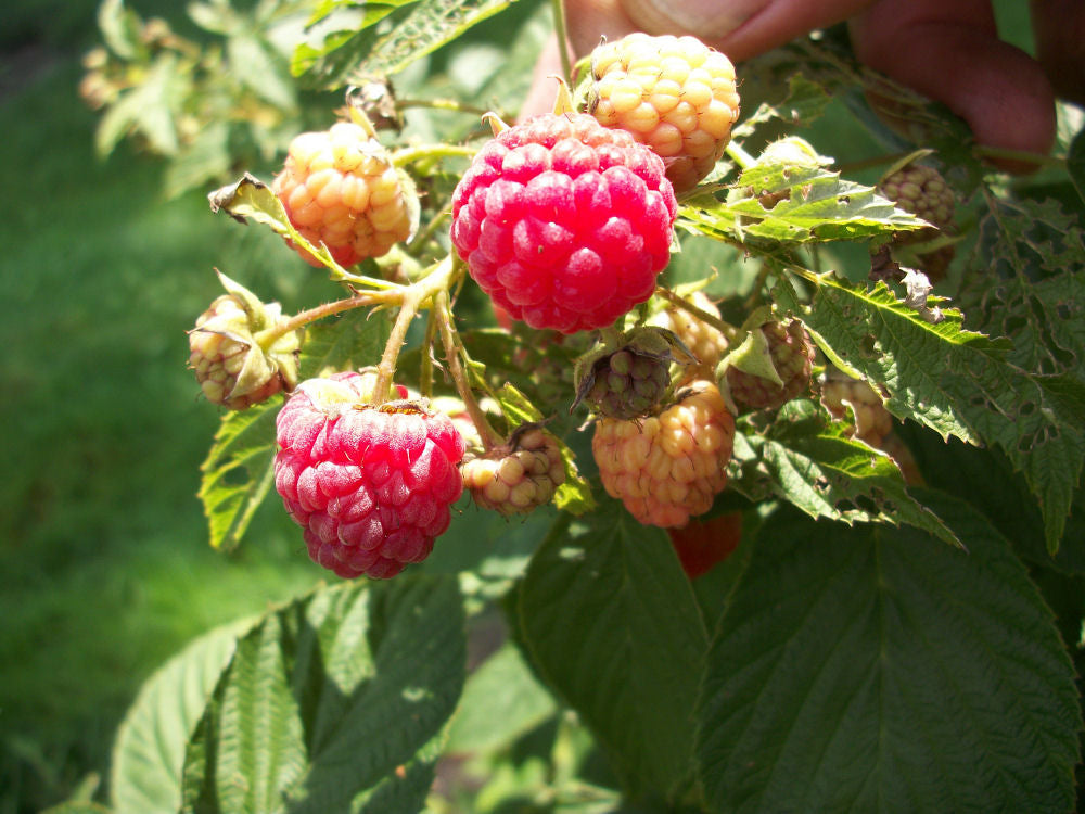 Heritage Everbearing Red Raspberry (RUBUS ID. HERITAGE) - 1 gallon 12"