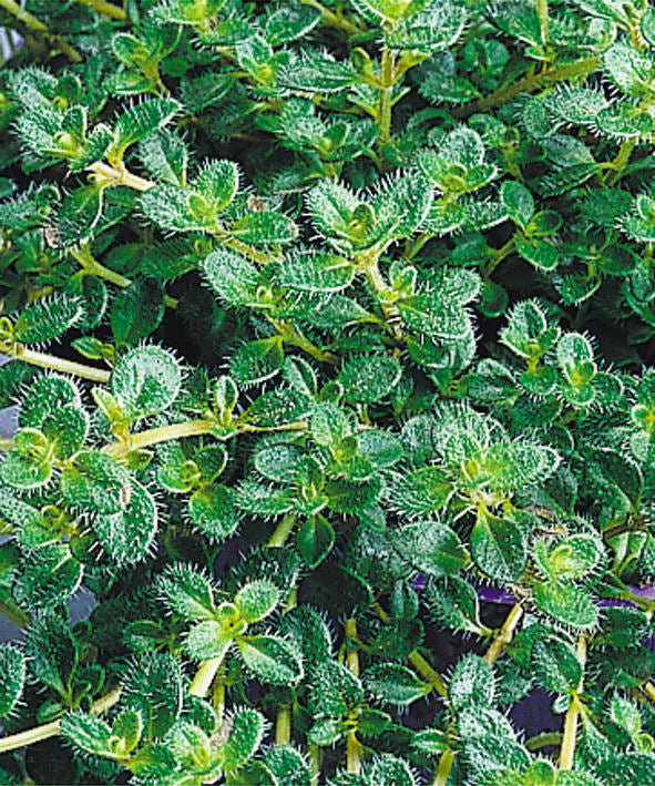 Woolly Thyme (Thymus pseudolanuginosus 'Pseudo. Wooly') - QT