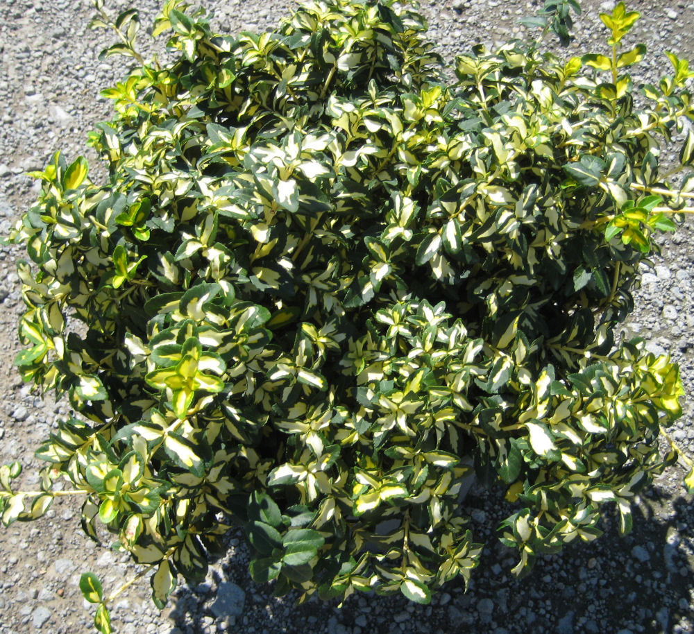 Moonshadow™ Euonymus (Euonymus fortunei 'Moonshadow') - QT
