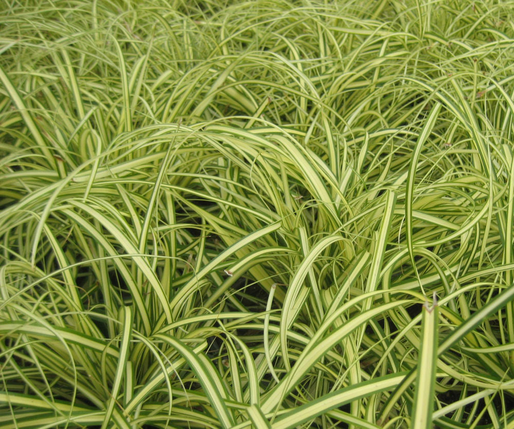 Evergold Sedge (Carex oshimenski 'Evergold') - QT
