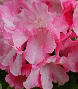 Yaku Prince Rhododendron (Rhododendron 'Yaku Prince') - 1 gallon 6"