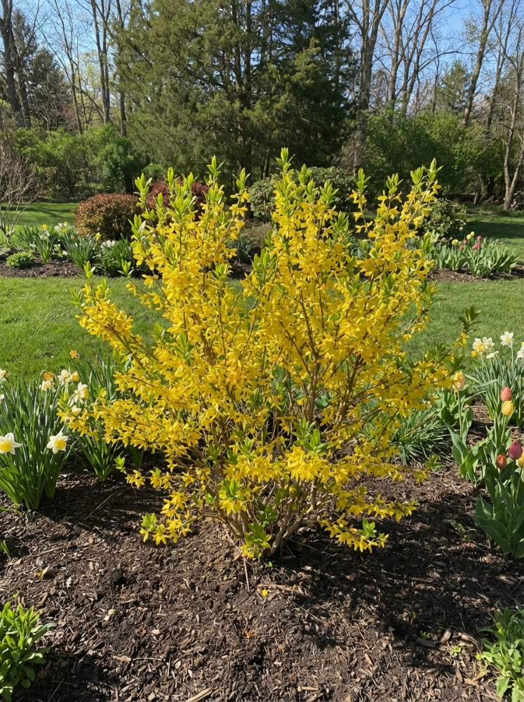 Lynwood Gold Forsythia (Forsythia x 'Lynwood Gold') - 3 gallon 24"