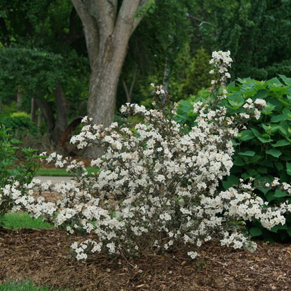 Wine & Spirits® Weigela (Weigela florida 'Wine and Spirits') - QT