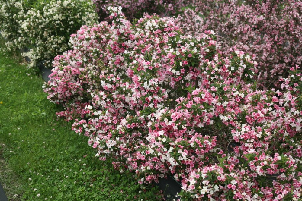 Proven Winners® Color Choice® Czechmark Trilogy® Weigela (Weigela FLORIDA 'VUKOZGemini') - QT