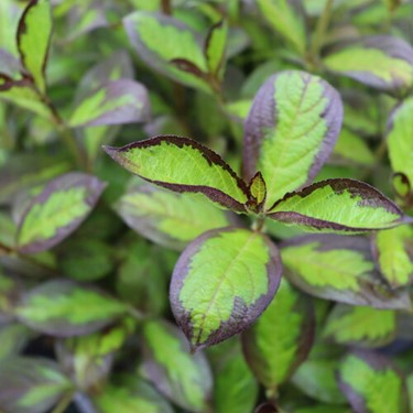 Vinho Verde® Weigela (Weigela florida 'Vinho Verde') - QT